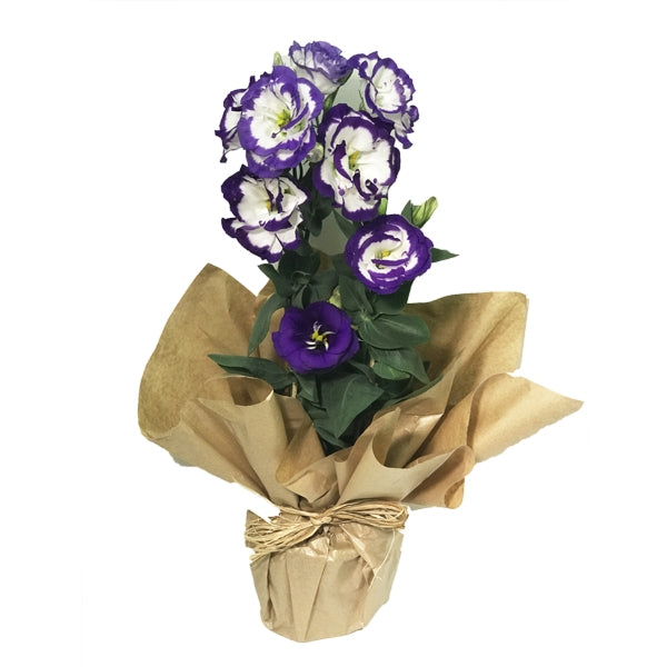 VASO DE LISIANTHUS