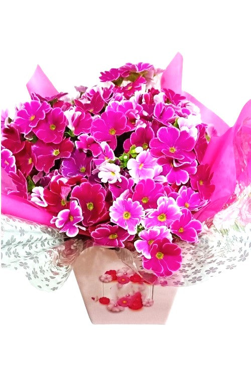 VASO DE PRIMULA