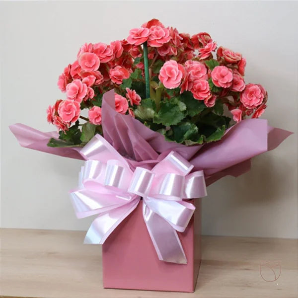 VASO DE BEGONIA