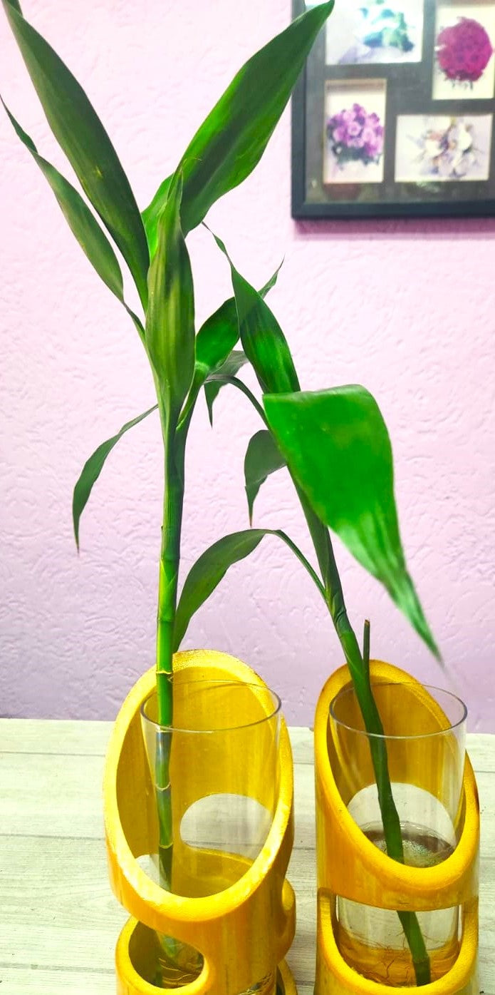 FOLHAGENS