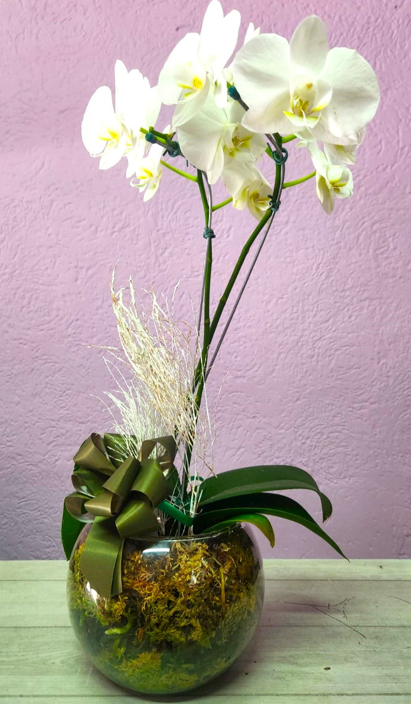 ORQUÍDEAS