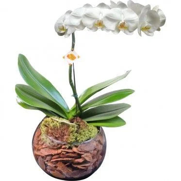 ORQUÍDEAS